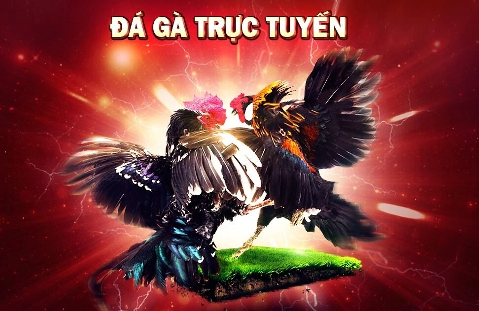 Đá Gà VN88 – Đấu Trường Gà Minh Bạch, Kịch Tính 1 Đá gà VN88 mang đến cho người chơi trải nghiệm cá cược đỉnh cao